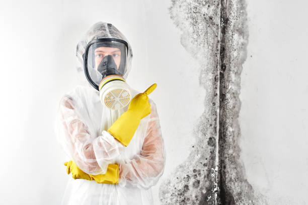 Trusted Ben Lomond, CA Mold Removal & Remediation Experts